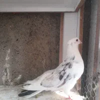 کفتر پرشی جوجه کفتر سرخ کاکلی