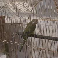 طوطی راهب|پرنده|ابهر, |دیوار