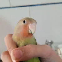 طوطی برزیلی جوجه دونخور