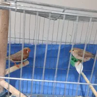 فنچ کینگ|پرنده|پاکدشت, پاکدشت (مامازند)|دیوار