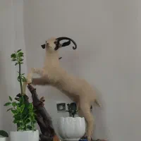 بز کوهی