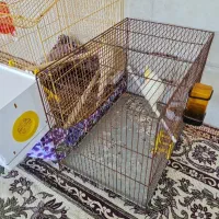 عروس هلندی