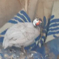 واردک روسی ویه مرغ شاخدار و مرغ|حیوانات مزرعه|خرمشهر, |دیوار