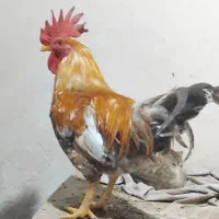 مرغ کرک با خروس|حیوانات مزرعه|شادگان, |دیوار