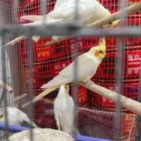 فروش عروس هلندی
