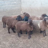 میش بره ماده،شیشک،بز،بزغاله