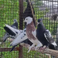 نر سینه سیاه