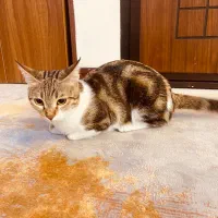 واگذاری رایگان