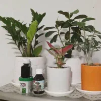 پک کامل گل و گیاهان آپارتمانی