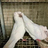 نر و ماده دهن جور پرشی