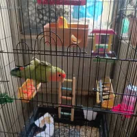 یک جفت کوتوله برزیلی فروشی