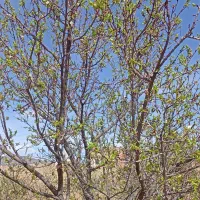 باغ،مقداری بالاتر از دانشگاه حکیم،تخفیف ویژه|فروش زمین و ملک کلنگی|سبزوار, قصبه شرقی|دیوار