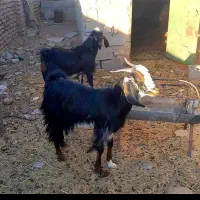 بزبابزغاله نربزرگ