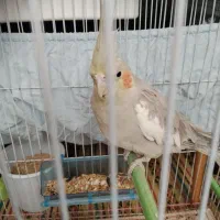 عروس هلندی