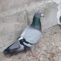 ابلغ ونکی وسبز
