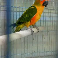 خورشیدی نر جوانه