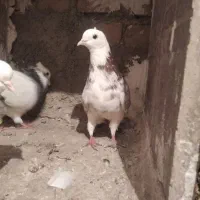 کبوتر سالم وپرشی همه یکجافروشی قیمت مناسب|پرنده|بوکان, |دیوار
