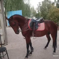 اسب نریان دوسر پنج ساله بدون ایراد