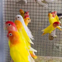 کوتوله برزیلی ، عروس هلندی