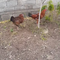 مرغ و خروس  دورگ  لاری