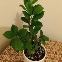 گیاه بنسای فیکوس جنسینگ|گل و گیاه طبیعی|تهران, آرژانتین|دیوار