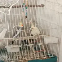 پرنده زینتی