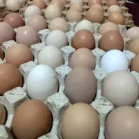 خروس محلی  و خم مرغ نطفه دار