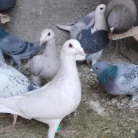 سارزدخوردی وپرشی