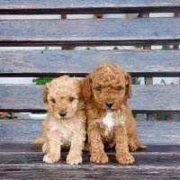 توی پودل نر