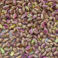 انواع مغز پسته