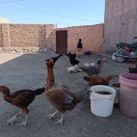 خورس و مرغ جوجه|حیوانات مزرعه|سبزوار, باهنر|دیوار