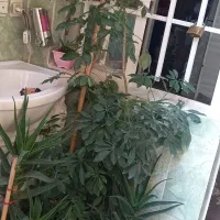 گل طبیعی شفلرا|گل و گیاه طبیعی|ورامین, خیر آباد|دیوار