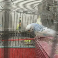 مرغ عشق با جوجه