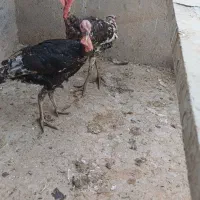 بوقلمون
