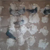 کبوتر پلاکی|پرنده|آباده, |دیوار