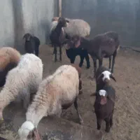 ۷راس زایده با۷تابره ۵تا از بره‌ها نر ۲تاماده