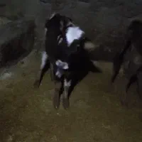 گوساله محلی ماده