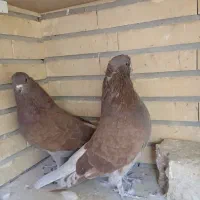 کفتر شمرونی