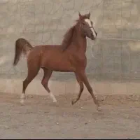 اسب مادیون|اسب و تجهیزات اسب‌سواری|اصفهان, کوی امیریه|دیوار