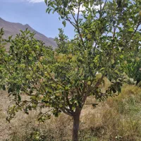 باغ|فروش دفتر صنعتی، کشاورزی، تجاری|فیروزکوه, |دیوار