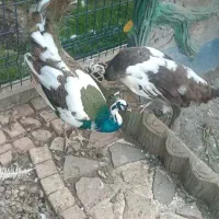 جوجه طاووس|پرنده|گرگان, |دیوار