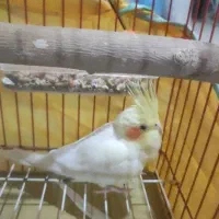 پرنده