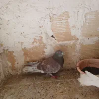 کفتر‌صید‌پرشی