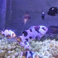 ABSHORماهی دلقک  آب شور|ماهی|تهران, جوادیه تهرانپارس|دیوار