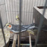 یک جفت عروسی هلندی نروماده|پرنده|سبزوار, شرق کال شمالی|دیوار