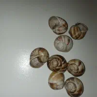 صدف آکواریوم