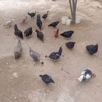 فروش مرغ محلی