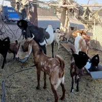 تکه کل پاکستانی و یک بزغاله کل بور فروشی