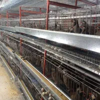 فروش  تخم نطفه دار جوجه زینتی بلدرچین کوهی