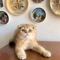 بچه گربه های کیوت و زیبا|گربه|اصفهان, خلجا|دیوار